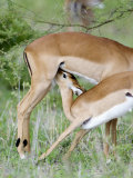 Impala Feeding it's Fawn, Tarangire National Park, Tanzania Photographic Print