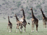 Giraffes Standing in a Forest, Lake Manyara, Tanzania Photographic Print