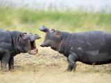 Two Hippopotamuses Sparring in a Forest, Ngorongoro Crater, Ngorongoro, Tanzania Photographic Print