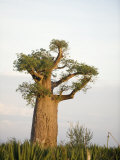 Baobab Tree on a Landscape, Berenty, Madagascar Fotografisk tryk Baobab Tree on a Landscape, Berenty, Madagascar Fotografisk tryk