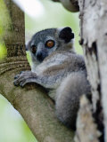 White-Footed Sportive Lemur Sitting on a Tree, Berenty, Madagascar Photographic Print