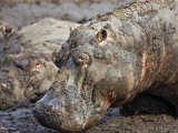 Katavi National Park, Hippos Wallow in Mud, Katuma River Dries at End of Long Dry Season, Tanzania Photographic Print by Nigel Pavitt