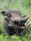 Warthog in a Field, Ngorongoro Crater, Ngorongoro, Tanzania Photographic Print