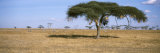 Acacia Trees with Weaver Bird Nests, Antelope and Zebras, Serengeti National Park, Tanzania Photographic Print by Panoramic Images 