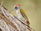 Grey Woodpecker Tapping Tree Trunk, Tarangire National Park, Tanzania Photographic Print