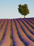 Lavender Field, Provence-Alpes-Cote D'Azur, France Photographic Print by Doug Pearson