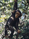 Monkey Hanging from a Tree Branch Photographie par Nigel Pavitt