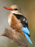 Close-Up of a Grey-Headed Kingfisher Perching on a Branch, Tarangire National Park, Tanzania Lámina fotográfica