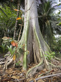 Spreading Roots of a Tree in the Forest of Sao Tomé and Principé Photographic Print by Camilla Watson