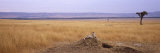 Cheetah Sitting on a Mound Looking Back, Masai Mara National Reserve, Kenya Lámina fotográfica por Panoramic Images