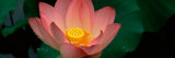 Lotus Blooming in a Pond Photographic Print by Panoramic Images 