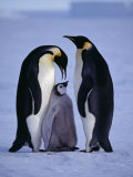 Weddell Sea, Riiser-Larsen Ice Shelf, Emperor Penguins and Chick, Antarctica Photographic Print by Allan White