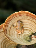 View of a Golden Palm Tree Frog on Tree Fungus, Madagascar Lámina fotográfica View of a Golden Palm Tree Frog on Tree Fungus, Madagascar Lámina fotográfica
