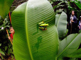 Close-Up of a Red-Eyed Tree Frog Sitting on a Banana Leaf, Costa Rica Lámina fotográfica Close-Up of a Red-Eyed Tree Frog Sitting on a Banana Leaf, Costa Rica Lámina fotográfica