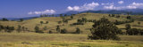 Gum Trees in a Farm, Snowy Mountains Highway, New South Wales, Australia Lámina fotográfica por Panoramic Images