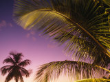 St Lucia, Sunset Through Palms on the Island of St Lucia, Caribbean Lámina fotográfica por Paul Harris St Lucia, Sunset Through Palms on the Island of St Lucia, Caribbean Lámina fotográfica por Paul Harris