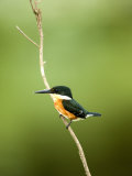 Close-Up of an African Pygmy Kingfisher Perching on a Twig, Cano Negro, Costa Rica Photographie