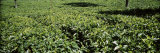Tea Plantation, Coonoor, Nilgiris, Kerala, India Photographic Print by Panoramic Images 