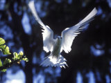 Fairy Tern in Flight, Aride Island Photographie par Mark Hannaford