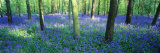 Bluebells in a Forest, Charfield, Gloucestershire, England Photographie par Panoramic Images 