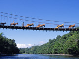 Paul Harris - Mule Train Crossing a Bridge over the Rio Upano, Moreno Santiago Province, Ecuador Fotografická reprodukce Paul Harris - Mule Train Crossing a Bridge over the Rio Upano, Moreno Santiago Province, Ecuador Fotografická reprodukce