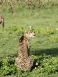 Cheetah Sitting in a Forest, Ndutu, Ngorongoro, Tanzania Photographic Print