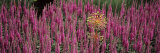 Flowers in a Garden, Olbrich Botanical Gardens, Madison, Wisconsin, USA Lámina fotográfica por Panoramic Images
