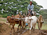 A Burmese Man Drives His Ox Cart to a Dam to Collect Water in Locally Made Wooden Barrel, Myanmar Photographic Print by Nigel Pavitt