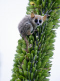 Close-Up of a Grey Mouse Lemur on a Tree, Berenty, Madagascar Photographic Print