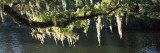 Icicles Formation on Tree Branches, Middleton Place, Charleston, Charleston County, South Carolina Lámina fotográfica por Panoramic Images