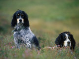 English Setters on the Moor, Caithness, Scotland Photographic Print by John Warburton-lee English Setters on the Moor, Caithness, Scotland Photographic Print by John Warburton-lee