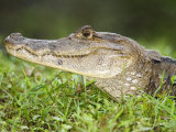 Close-Up of Spectacled Caiman, Cano Negro, Costa Rica Lámina fotográfica Close-Up of Spectacled Caiman, Cano Negro, Costa Rica Lámina fotográfica