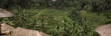 Terraced Rice Fields, Tegalalang, Bali, Indonesia Photographic Print by Panoramic Images 