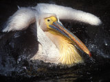 Eastern White Pelican Photographic Print by Mark Hannaford