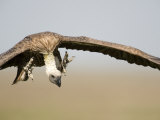White Backed Vulture in Flight, Masai Mara National Reserve, Kenya Photographie