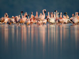 Greater Flamingos and Lesser Flamingos in a Lake, Lake Nakuru, Lake Nakuru National Park, Kenya Photographic Print