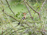 Hoopoe Perching on a Branch, Tarangire National Park, Tanzania Photographie