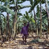 Bananas are Grown Everywhere in Uganda Photographic Print by Nigel Pavitt