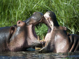 Two Hippopotamuses Fighting in Water, Ngorongoro Crater, Ngorongoro, Tanzania Photographie