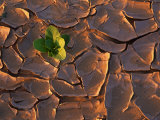Tenere Desert, New Growth in the Tenere Desert, Niger Fotografisk tryk af Paul Harris Tenere Desert, New Growth in the Tenere Desert, Niger Fotografisk tryk af Paul Harris