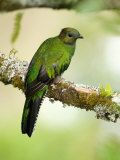 Close-Up of a Female Resplendent Quetzal Perching on a Branch, Savegre, Costa Rica Photographie