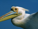 Eastern White Pelicans in Flight over Walvis Bay / Baii Photographic Print by Mark Hannaford