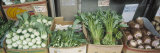 Organic Asian Vegetables in Containers at a Market Stall, Honolulu, Hawaii Photographic Print by Panoramic Images 