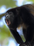 Close-Up of a Black Howler Monkey, Costa Rica Photographic Print