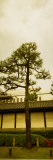 Tree in Front of a Temple, Nishi Honganji Temple, Kyoto Prefecture, Japan Photographic Print by Panoramic Images 