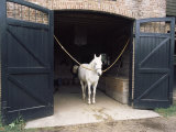 Horse Standing in a Stable, Middleton Place, Charleston, Charleston County, South Carolina, USA Photographic Print