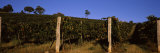 Grape Vines in a Vineyard, Mount Majura Vineyard, Canberra, Australia Photographic Print by Panoramic Images 
