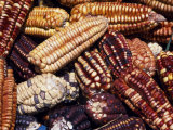 Maize from Pisac Market, Sacred Valley, Peru Photographic Print by John Warburton-lee