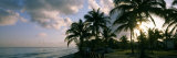 Palm Trees on the Beach, Varadero Beach, Varadero, Matanzas, Cuba Photographic Print by Panoramic Images 