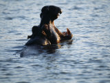 Hippos in Esturary of St Lucia Wetlands, South Africa Photographic Print by Mark Hannaford